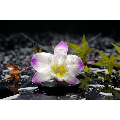 F-093 50x70 N3