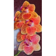 SI-цветы 33x70 N3 G